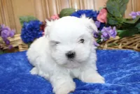 AKC Maltese male Sarat - adult size 5 lbs, a male Maltese for sale in Colville, WA – 4 of 9