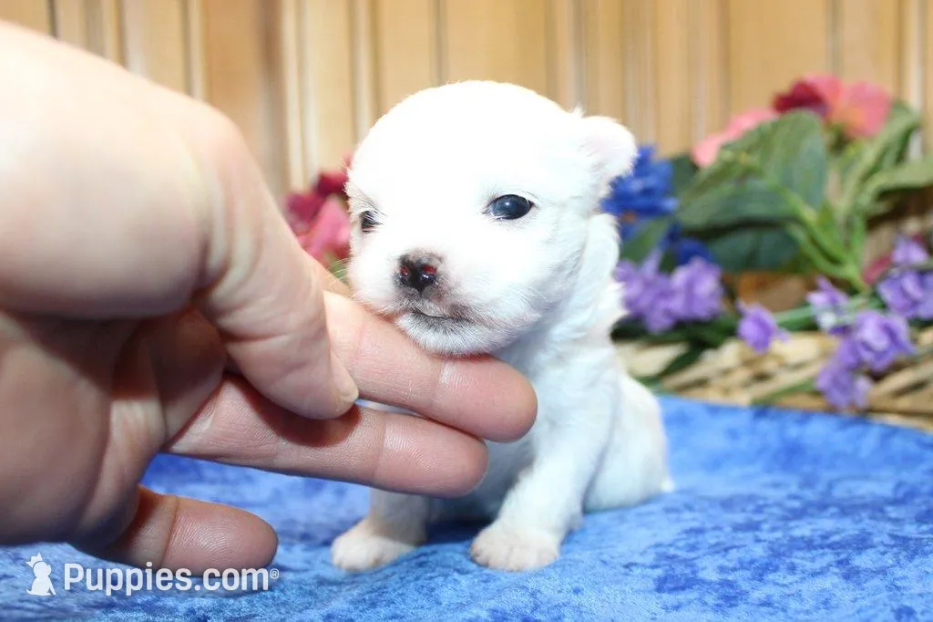AKC Mayor Maltese male puppy, a male Maltese for sale in Colville, WA – Photo 5 of 10