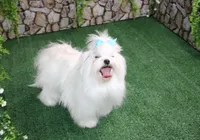 AKC Maltese male Zaron - adult size 6 lbs, a male Maltese for sale in Colville, WA – 7 of 8