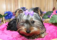 AKC Monna - 5 lbs as adult, a female Yorkshire Terrier for sale in Colville, WA – Photo 4 of 10