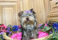 AKC Monna - 5 lbs as adult, a female Yorkshire Terrier for sale in Colville, WA – Photo 8 of 10