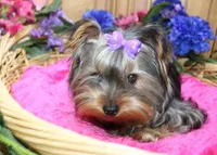 AKC Monna - 5 lbs as adult, a female Yorkshire Terrier for sale in Colville, WA – Photo 5 of 10