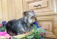 AKC Monna - 5 lbs as adult, a female Yorkshire Terrier for sale in Colville, WA – Photo 3 of 10