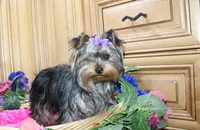 AKC Monna - 5 lbs as adult, a female Yorkshire Terrier for sale in Colville, WA – Photo 2 of 10