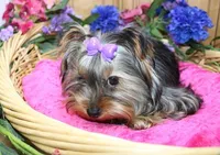 AKC Monna - 5 lbs as adult, a female Yorkshire Terrier for sale in Colville, WA – Photo 6 of 10
