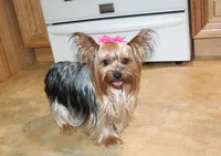 AKC Monna - 5 lbs as adult, a female Yorkshire Terrier for sale in Colville, WA – Photo 9 of 10