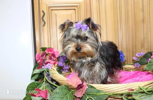 AKC Monna - 5 lbs as adult