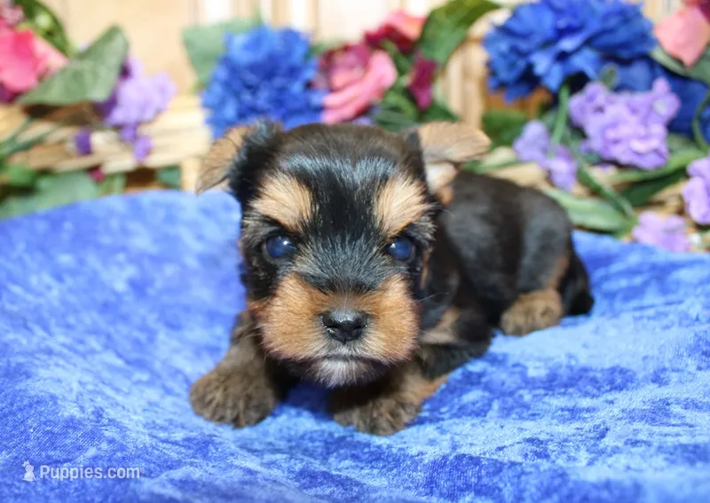 AKC Iris Yorkshire Terrier Boy - adult size 5.5 lbs – Yorkshire Terrier puppy for sale in Colville, WA