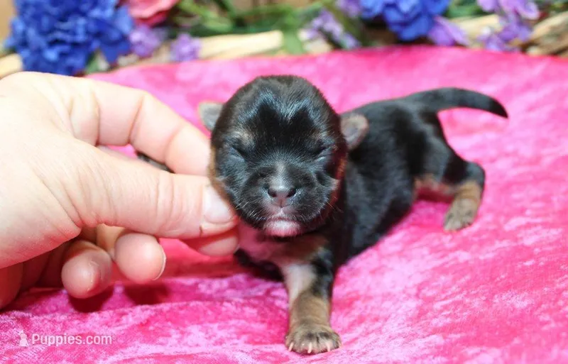 Morkie Puppy Bella – Morkie puppy for sale in Colville, WA