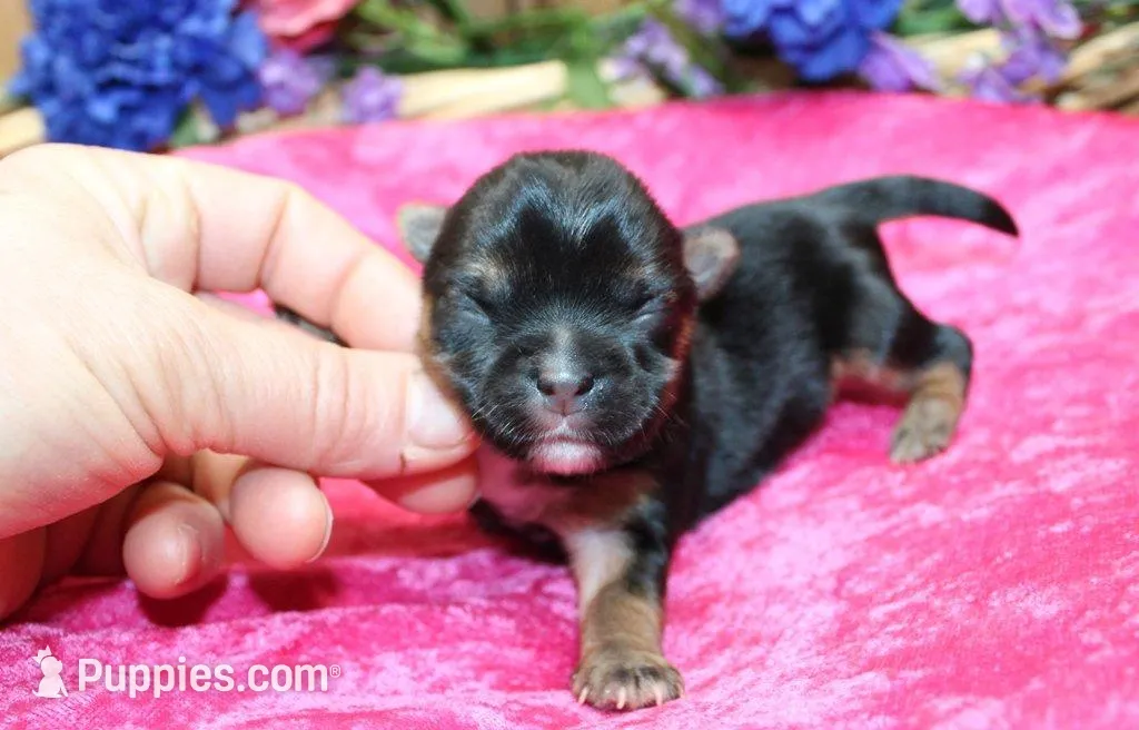 Morkie Puppy Bella, a female Morkie for sale in Colville, WA – Photo 1 of 7