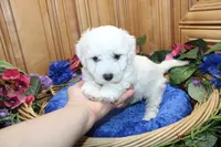 AKC Bichon Frise Charl - Male, a male Bichon Frise for sale in Evans, WA – 1 of 9