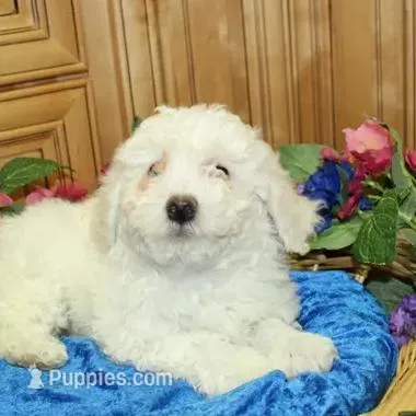 AKC Chelsja Bichon Frise, a female Bichon Frise for sale in Colville, WA – Photo 3 of 8