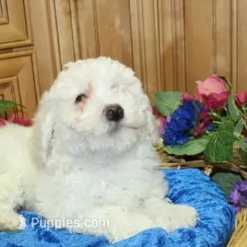 AKC Chelsja Bichon Frise, a female Bichon Frise for sale in Colville, WA – Photo 2 of 8
