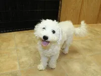 AKC Chelsja Bichon Frise, a female Bichon Frise for sale in Colville, WA – Photo 8 of 8