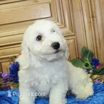 AKC Chelsja Bichon Frise – Bichon Frise puppy on hold in Colville, WA