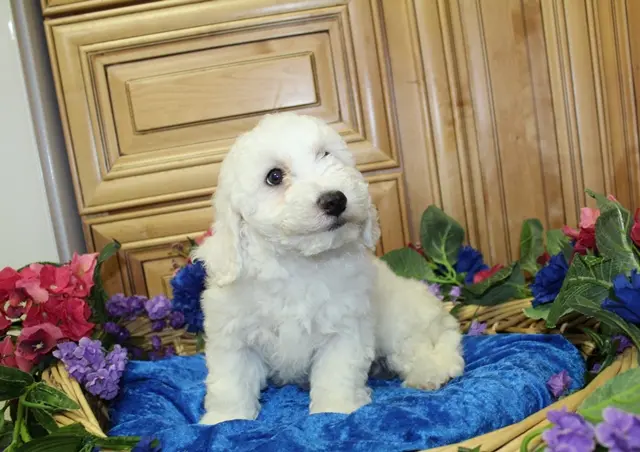 AKC Chelsja Bichon Frise