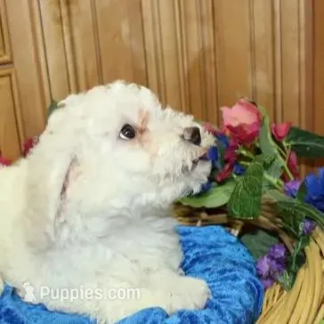 AKC Chelsja Bichon Frise, a female Bichon Frise for sale in Colville, WA – Photo 5 of 8