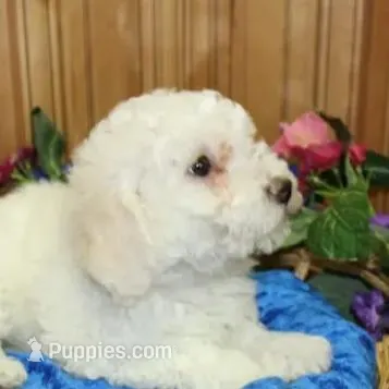 AKC Chelsja Bichon Frise, a female Bichon Frise for sale in Colville, WA – Photo 4 of 8