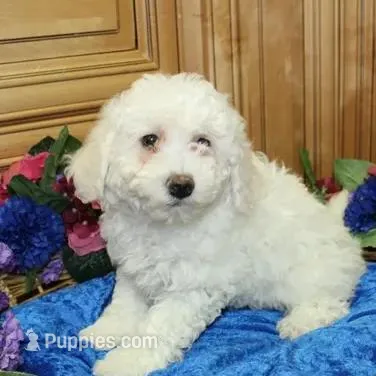 AKC Chelsja Bichon Frise, a female Bichon Frise for sale in Colville, WA – Photo 6 of 8
