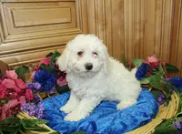 processed/131ff084-6f41-4943-813b-f993abf6c408/listing/baaca7f3-c4fa-45bb-94b0-f90275e3ce3c/eeeceeba-0c90-41f3-b9cf-1ec3c35890a1