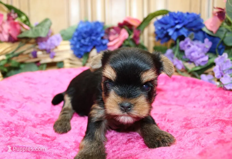 AKC Iriska Yorkshire Terrier Girl - adult size 4.5 lbs – Yorkshire Terrier puppy for sale in Colville, WA