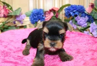 AKC Iriska Yorkshire Terrier Girl - adult size 4.5 lbs, a female Yorkshire Terrier for sale in Colville, WA – 1 of 8