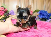 AKC Inara Yorkie Girl - 5 lbs, a female Yorkshire Terrier for sale in Colville, WA – Photo 1 of 9