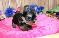 AKC Inara Yorkie Girl - 5 lbs, a female Yorkshire Terrier for sale in Colville, WA – Photo 6 of 9
