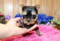 AKC Inara Yorkie Girl - 5 lbs, a female Yorkshire Terrier for sale in Colville, WA – Photo 4 of 9