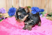 AKC Inara Yorkie Girl - 5 lbs, a female Yorkshire Terrier for sale in Colville, WA – Photo 7 of 9