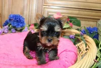 AKC Inara Yorkie Girl - 5 lbs, a female Yorkshire Terrier for sale in Colville, WA – Photo 3 of 9