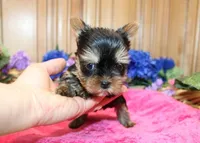AKC Inara Yorkie Girl - 5 lbs, a female Yorkshire Terrier for sale in Colville, WA – Photo 2 of 9