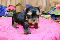 AKC Inara Yorkie Girl - 5 lbs, a female Yorkshire Terrier for sale in Colville, WA – Photo 5 of 9