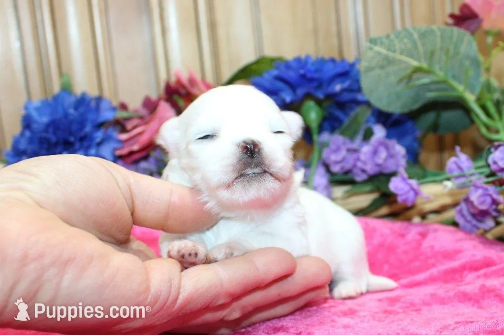 AKC Mira Maltese female puppy, a female Maltese for sale in Colville, WA – Photo 3 of 8