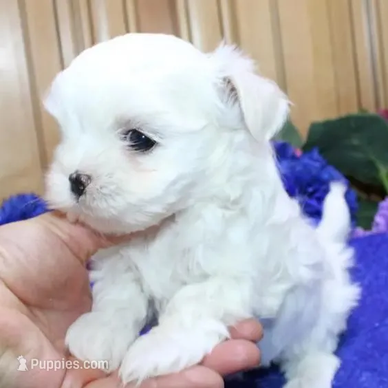 AKC Sammy Maltese Boy, a male Maltese for sale in Colville, WA – Photo 3 of 9