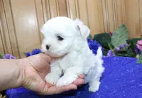 AKC Sammy Maltese Boy, a male Maltese for sale in Colville, WA – Photo 3 of 9