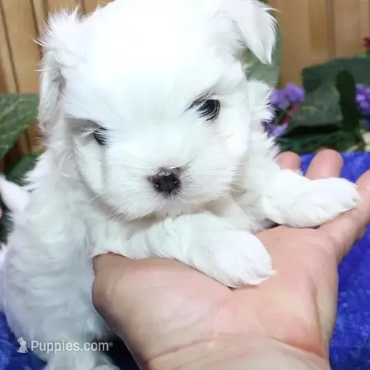 AKC Sammy Maltese Boy, a male Maltese for sale in Colville, WA – Photo 4 of 9