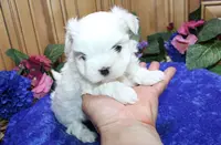 AKC Sammy Maltese Boy, a male Maltese for sale in Colville, WA – Photo 4 of 9