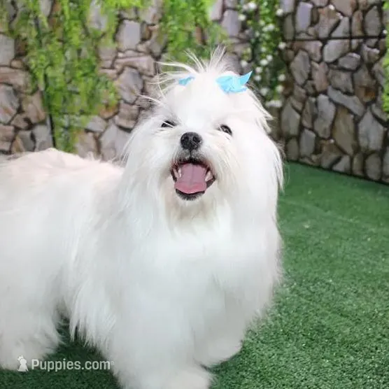 AKC Sammy Maltese Boy, a male Maltese for sale in Colville, WA – Photo 8 of 9