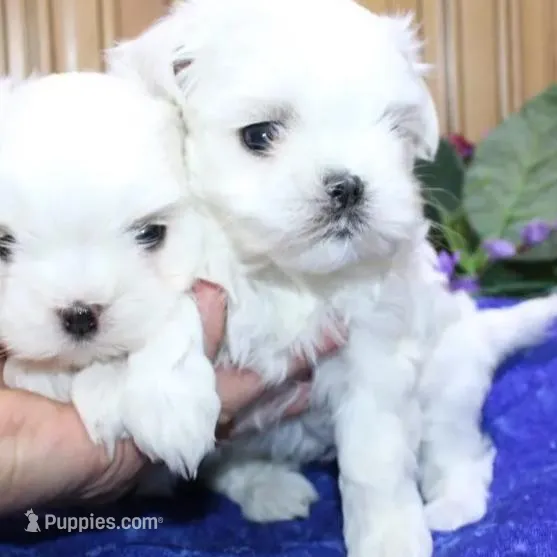 AKC Sammy Maltese Boy, a male Maltese for sale in Colville, WA – Photo 6 of 9