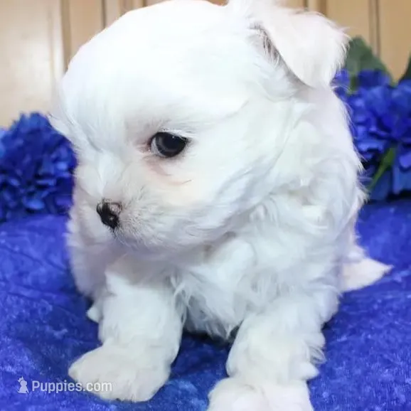 AKC Sammy Maltese Boy, a male Maltese for sale in Colville, WA – Photo 2 of 9