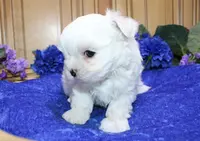 AKC Sammy Maltese Boy, a male Maltese for sale in Colville, WA – Photo 2 of 9