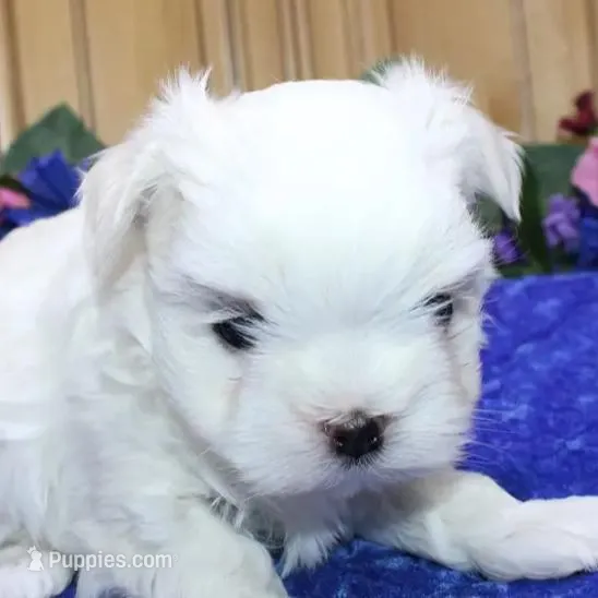 AKC Sammy Maltese Boy, a male Maltese for sale in Colville, WA – Photo 5 of 9