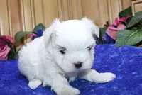 AKC Sammy Maltese Boy, a male Maltese for sale in Colville, WA – Photo 5 of 9