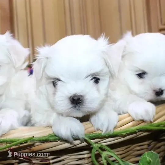 AKC Sammy Maltese Boy, a male Maltese for sale in Colville, WA – Photo 7 of 9