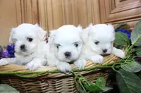 AKC Sammy Maltese Boy, a male Maltese for sale in Colville, WA – Photo 7 of 9