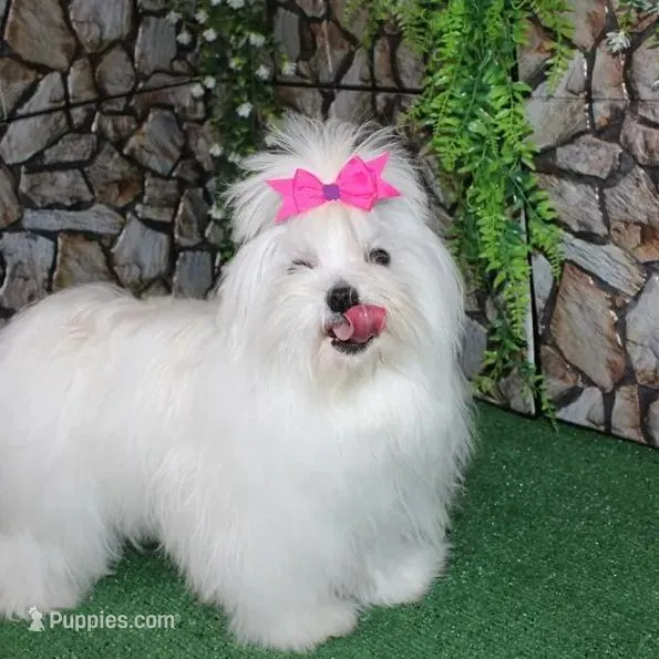 AKC Sammy Maltese Boy, a male Maltese for sale in Colville, WA – Photo 9 of 9