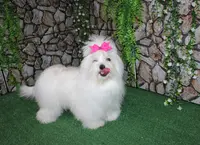AKC Sammy Maltese Boy, a male Maltese for sale in Colville, WA – Photo 9 of 9