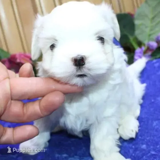 AKC Sammy Maltese Boy – Maltese puppy on hold in Colville, WA