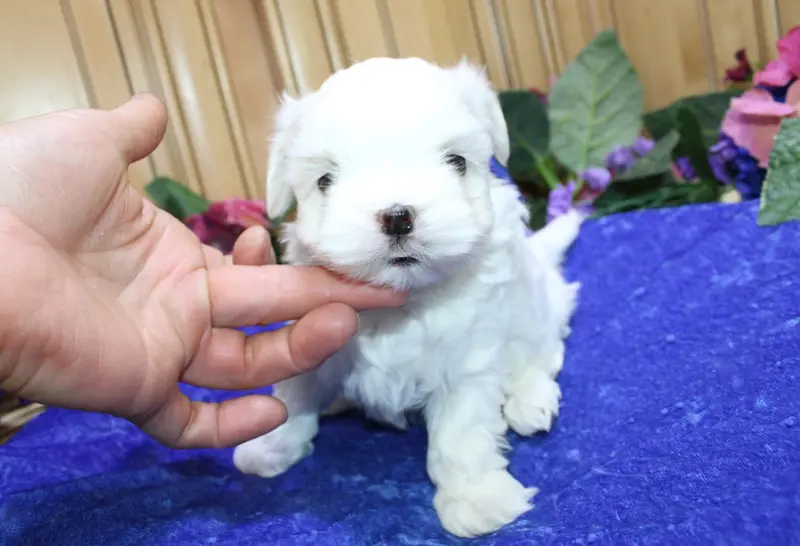 AKC Sammy Maltese Boy